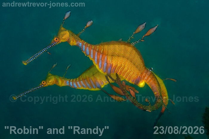 Robin and Randy courting in 23 August 2026